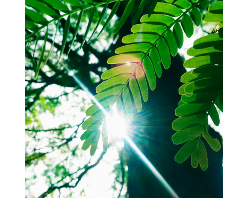 眼精疲労の時は緑を見て目を休ませましょう