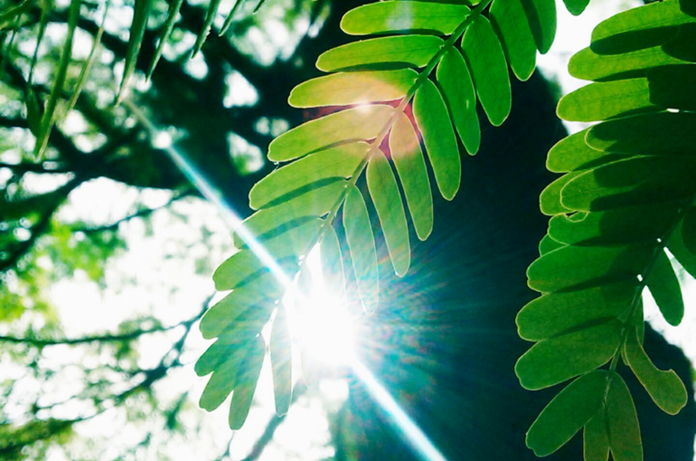 眼精疲労の時は緑を見て目を休ませましょう