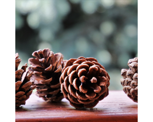 冬の養生法のポイントとは？