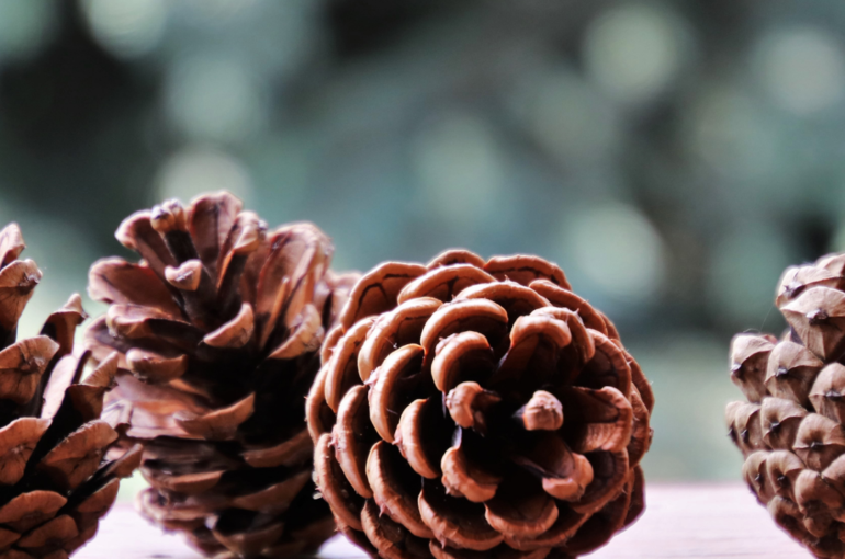 冬の養生法のポイントとは？