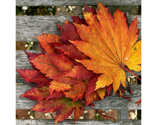 咀嚼しながら行う○○の魔法｜ココロとカラダを整体する浦和エリア女性専用サロン