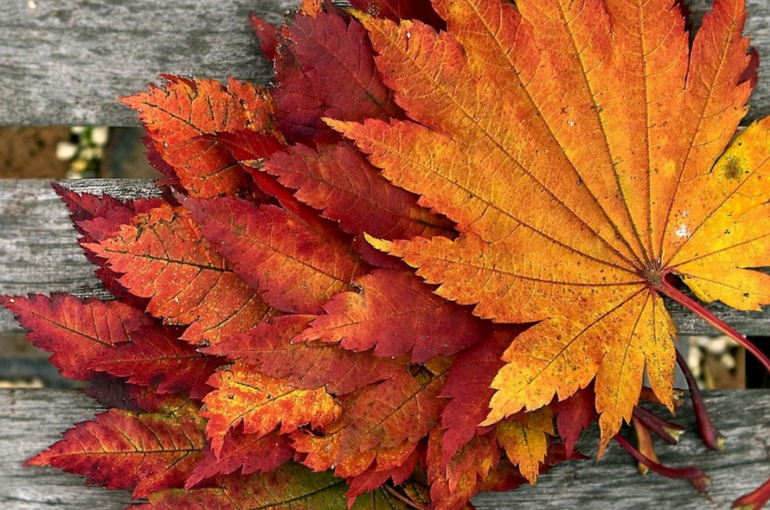 咀嚼しながら行う○○の魔法｜ココロとカラダを整体する浦和エリア女性専用サロン