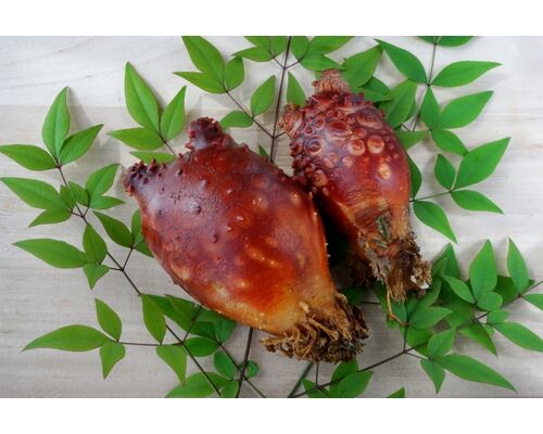 【浦和　整体】旬の食材のエネルギーをいただく～海のパイナポーほや編～