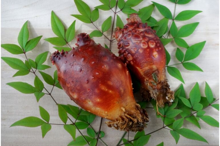 【浦和　整体】旬の食材のエネルギーをいただく～海のパイナポーほや編～
