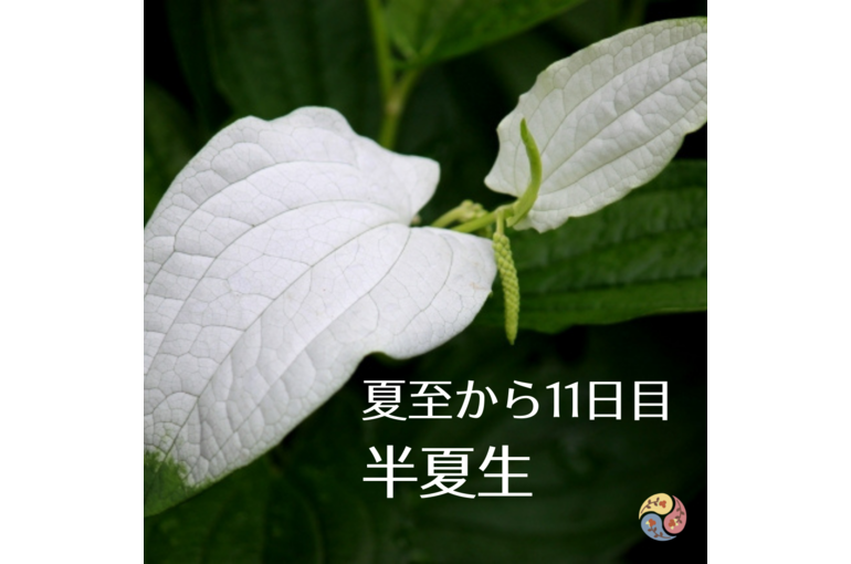 下半期スタート　半夏生は○○を食べよう