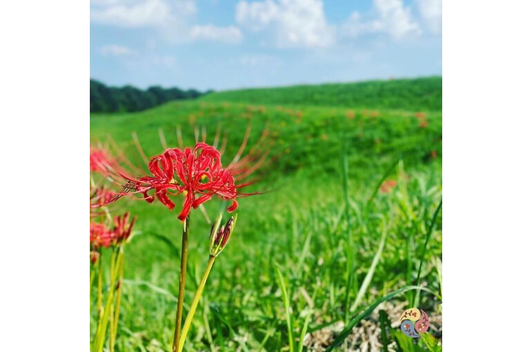 【浦和　かっさ】お彼岸入り　陰陽バランスが中庸となる7日間