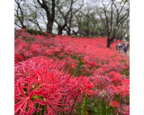 【浦和　かっさ】陰陽エネルギーが中庸となる秋分の日　彼岸花と温泉でリフレッシュ