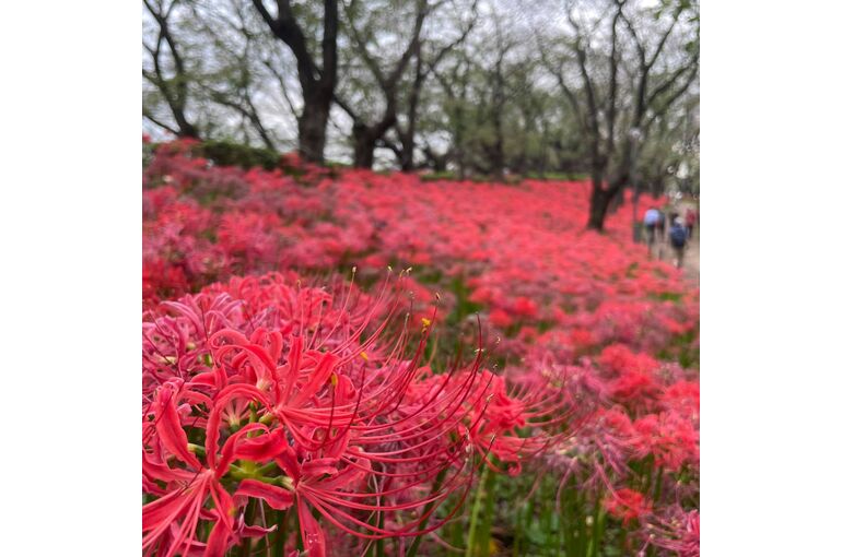 【浦和　かっさ】陰陽エネルギーが中庸となる秋分の日　彼岸花と温泉でリフレッシュ